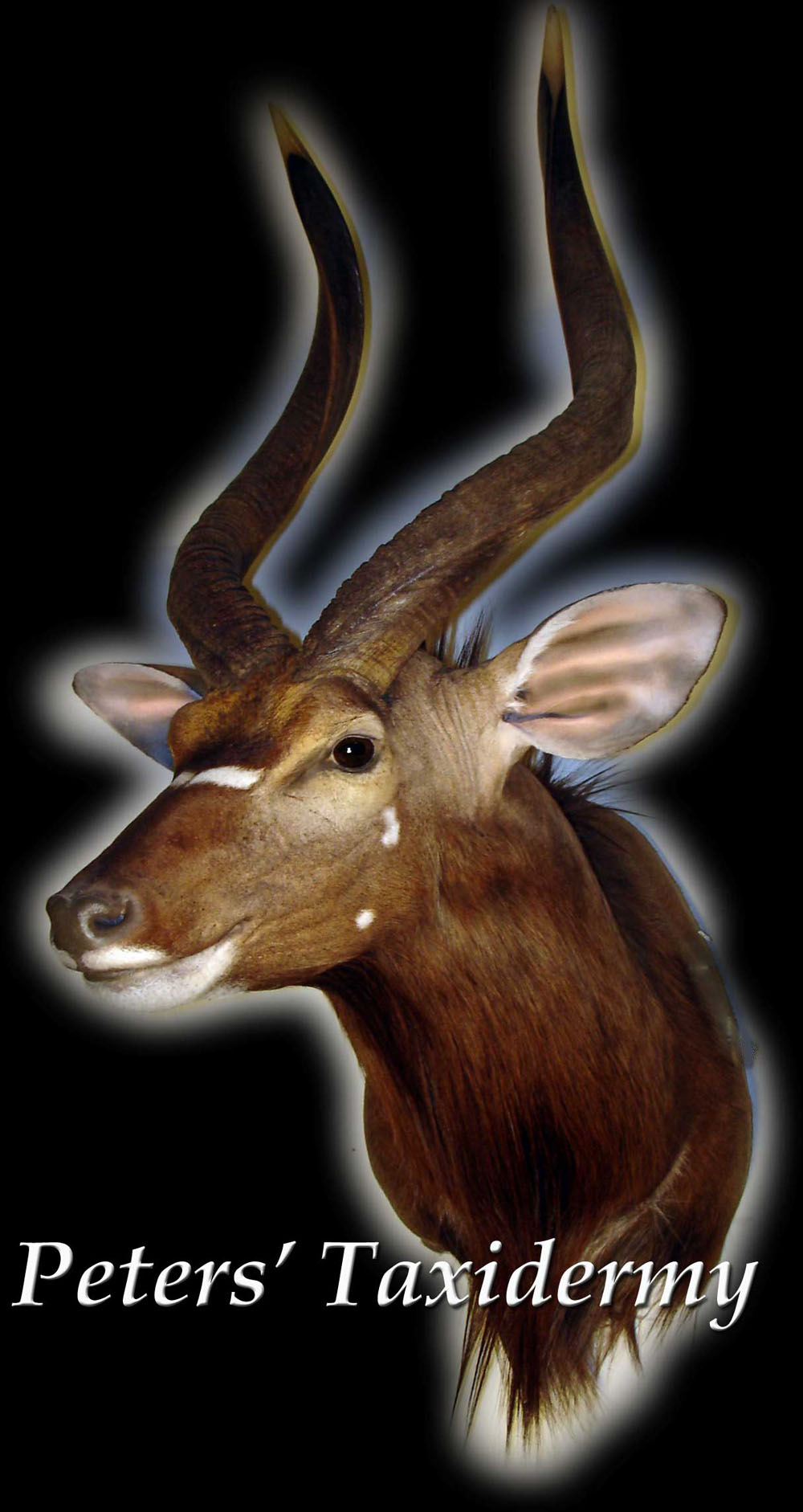 Peters Taxidermy